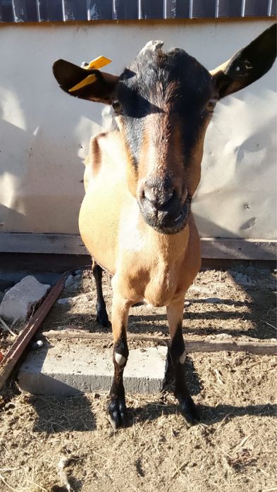 Продам козла Альпийской породы 3 года