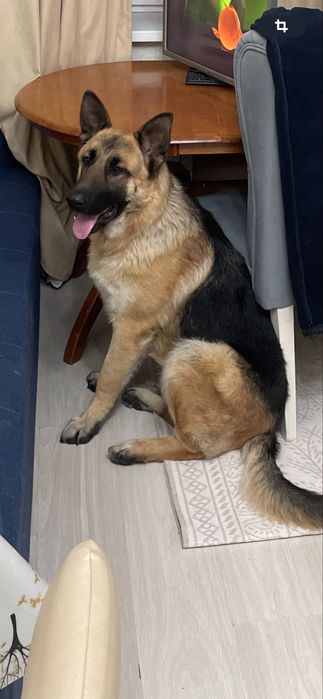 Продам овчарку 1,5г