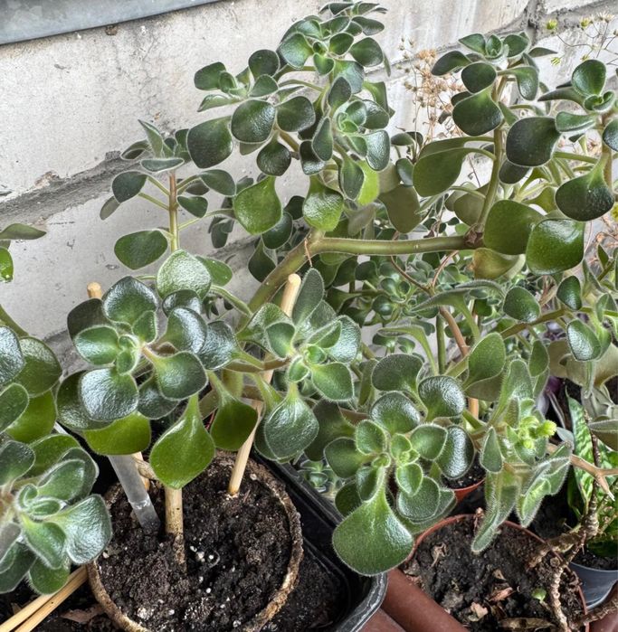 Цветы комнатные, в горшках, в ассортименте