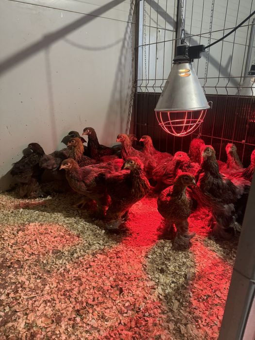 Pui brahma potarnichiu pe negru si pe albastru