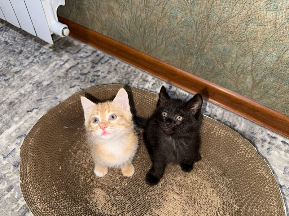 Котята бесплатно домашние