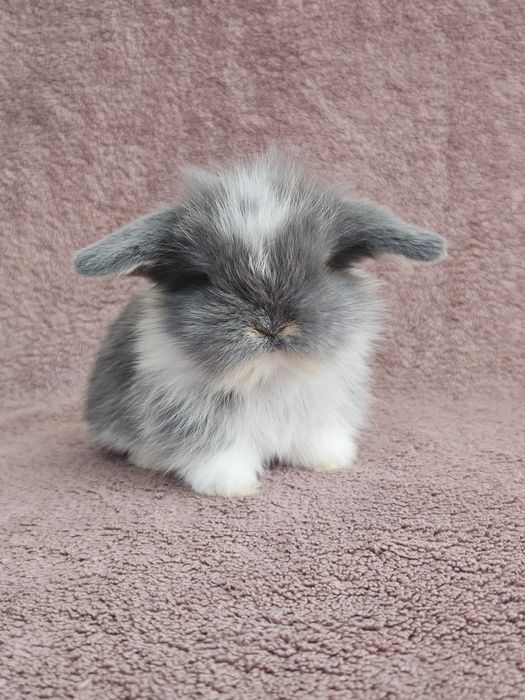 Iepuri  Mini lop - de companie