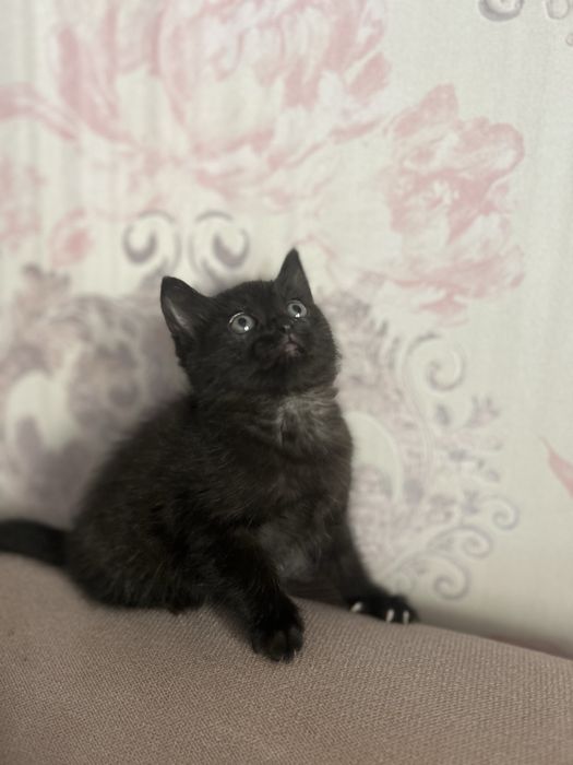 Котенок шотландтка скоттиш страйт