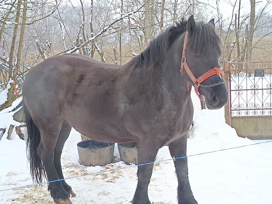 Vând două mânze frumoase de 3 ani și 3 ani jumătate