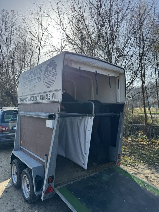 Transport animale vii