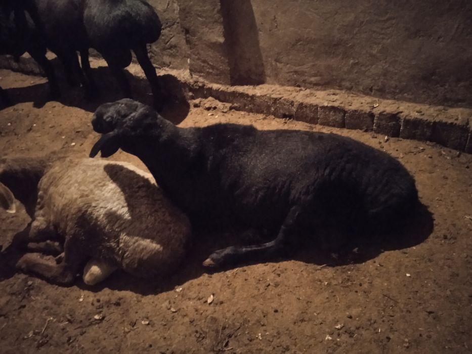 Qoylar sotiladi hayit ayyomiga