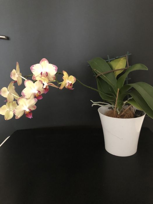 Продам орхидеи домашние