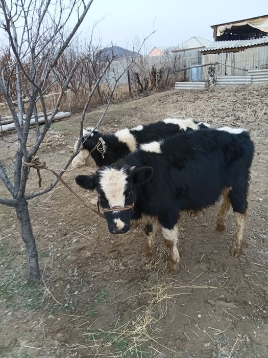 Бұқалар сатылады. Продам бычков.