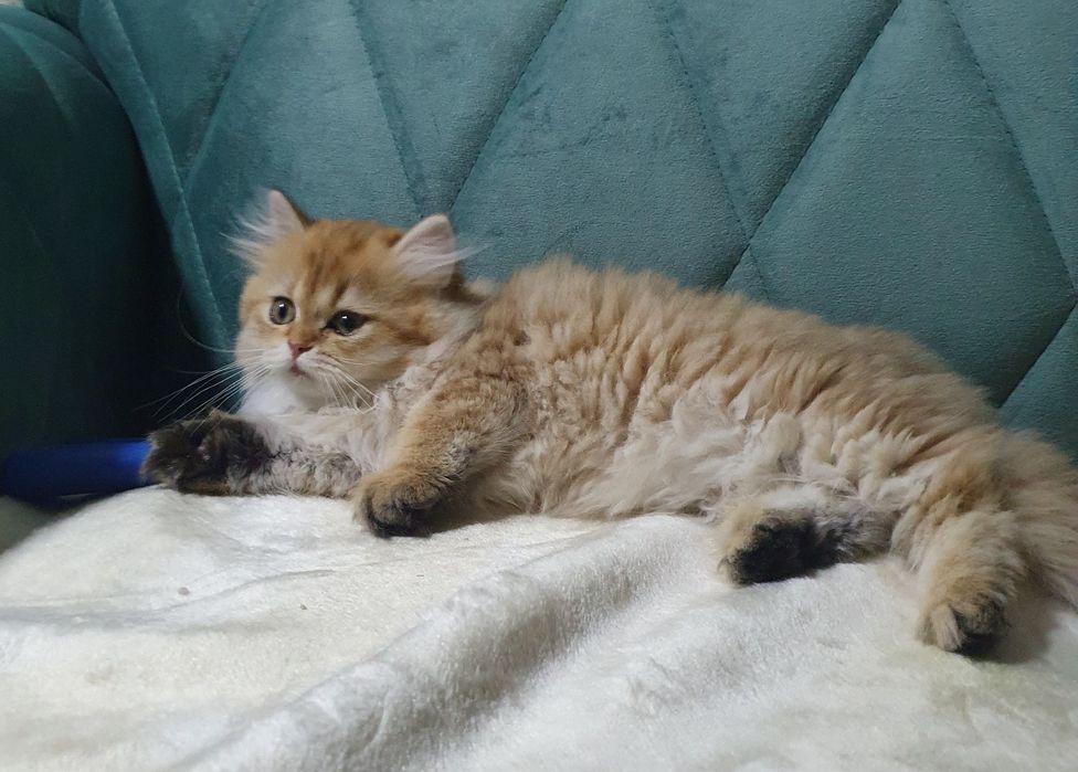 British longhair cu pedigree