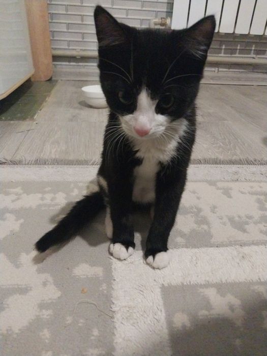 Котенок игривый бесплатно