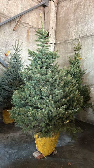 Ель голубая Тополь газон сосна