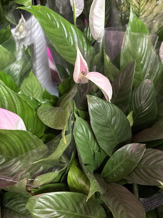 Женское счастье распродажа