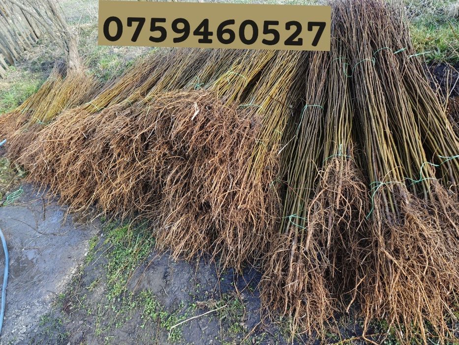 Puieți salcâm la preț redus.30 bani