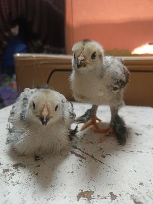 Тоза зотли брама  жужалар!