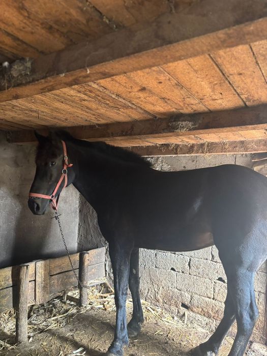 Iapa de vanzare dolj