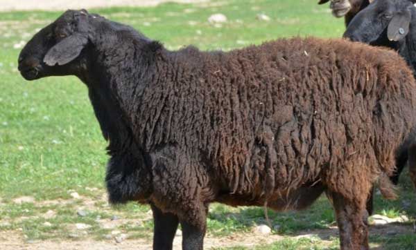 Qurbonlik uchun qoʻylar