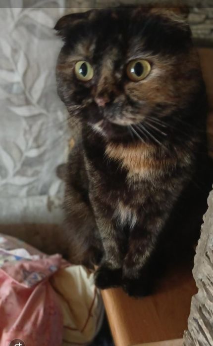 Вислоухая Британка