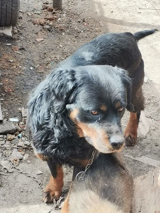 Donez câine metis rottweiler