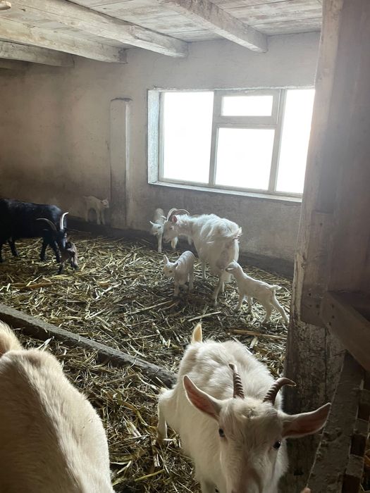 Vand 5 capre, 4 sanen si una carpatina