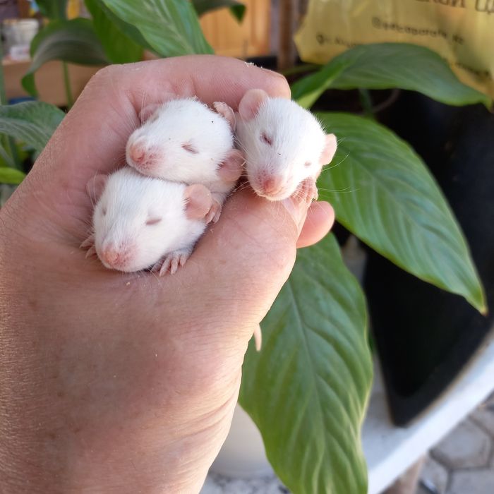 Дамбо крысята хаски