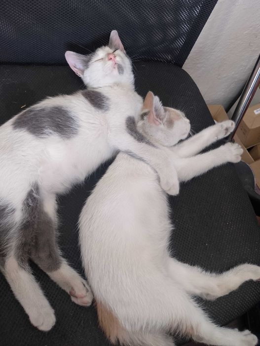 Подарявам малки котета на два месеца