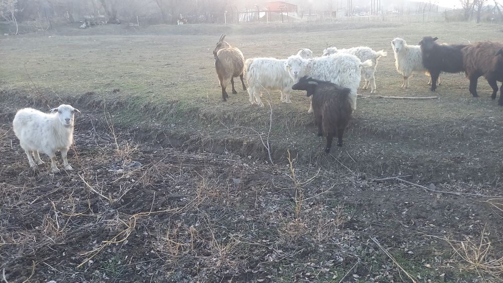 Продам молодых коз