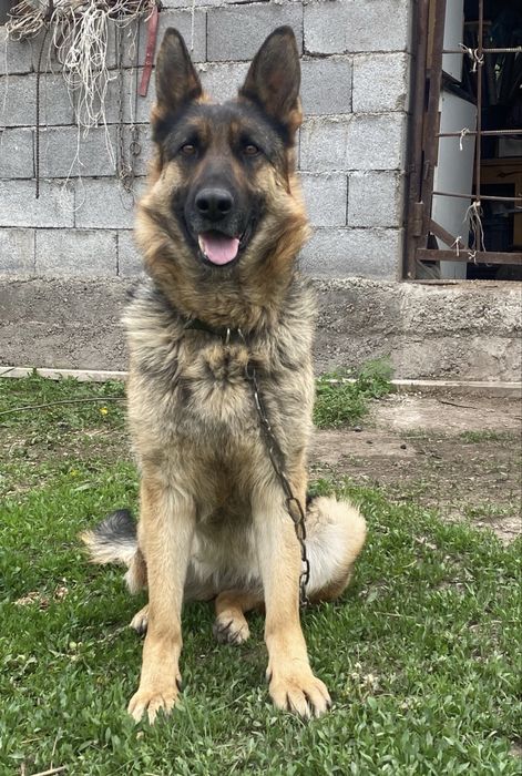 Щенки немецкой овчарки