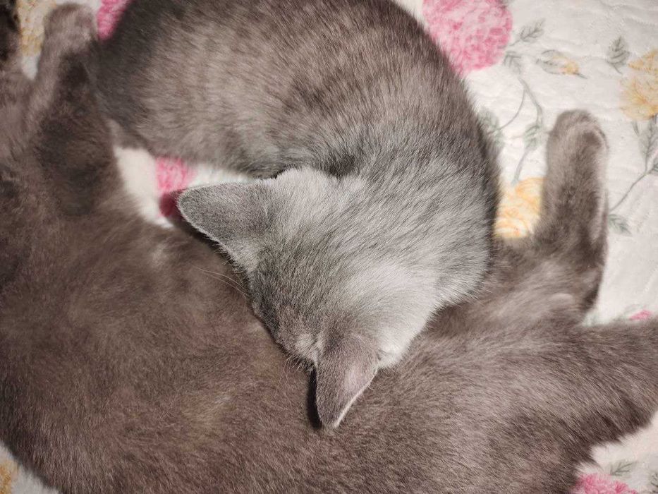 Продам котенка 2.5 месяца
