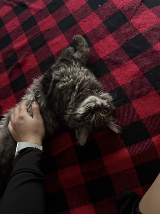 Срочно отдаем котенка в хорошие руки