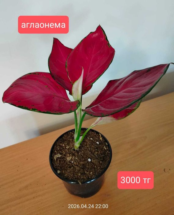 Продам комнатные  растения.