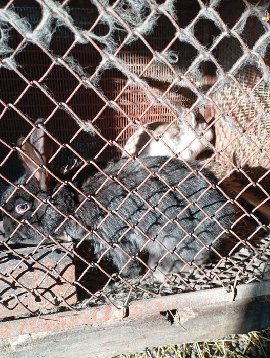 Продам молодых кроликов