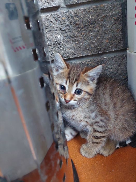 Отдам котят в хорошие руки