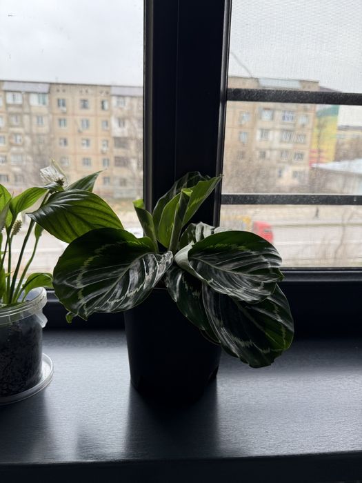 Растения калатея, спатифиллиум,   антириум