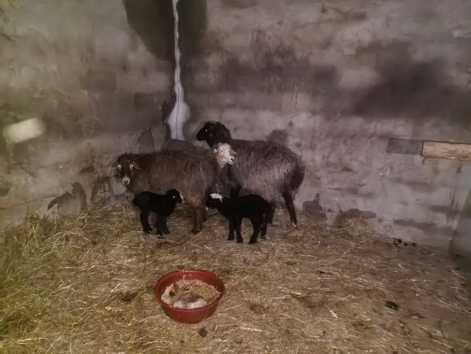 Койлар сатыладыы