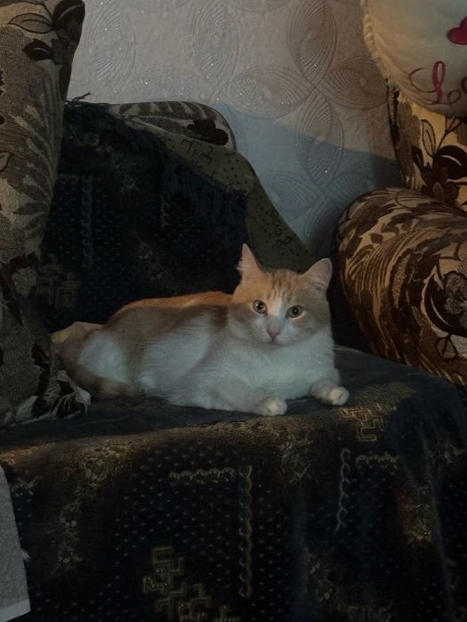 Котик срочно ищет дом