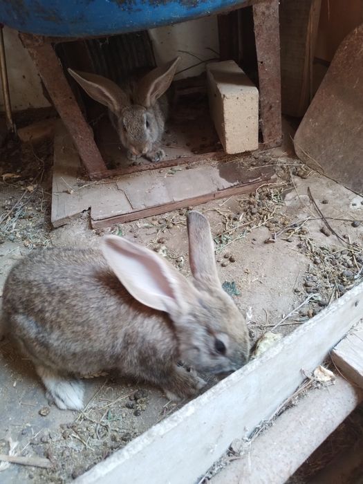 Продам Кроликов 6000