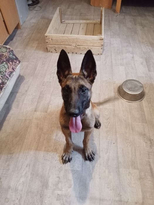 Бельгийская овчарка малинуа