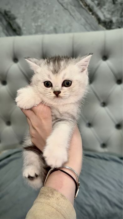 Шотландские котята шиншиллы