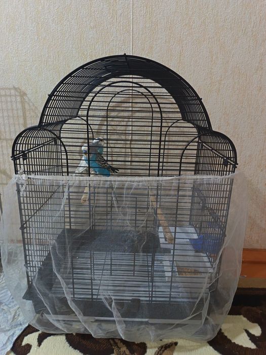 Волнистые папугаи готовая пара