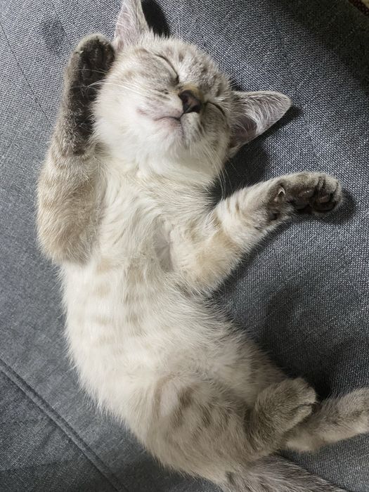 Ласковый котёнок ищет новый дом
