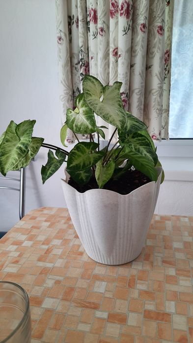 Продам сингониум