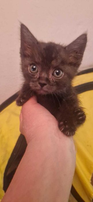 Котята бесплатно