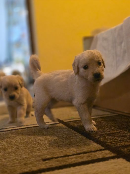 Бебета Голдън ретривър