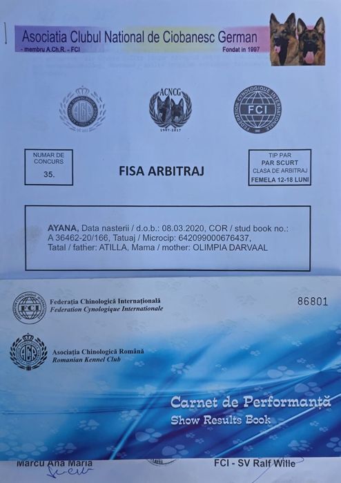 Vând pui ciobănesc german