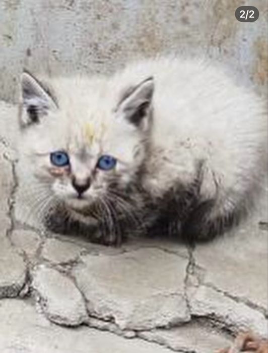 Отдадим бесплатно Сиамские кошечки