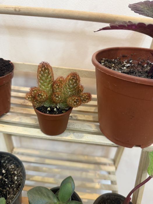 Набор из 6 отростков