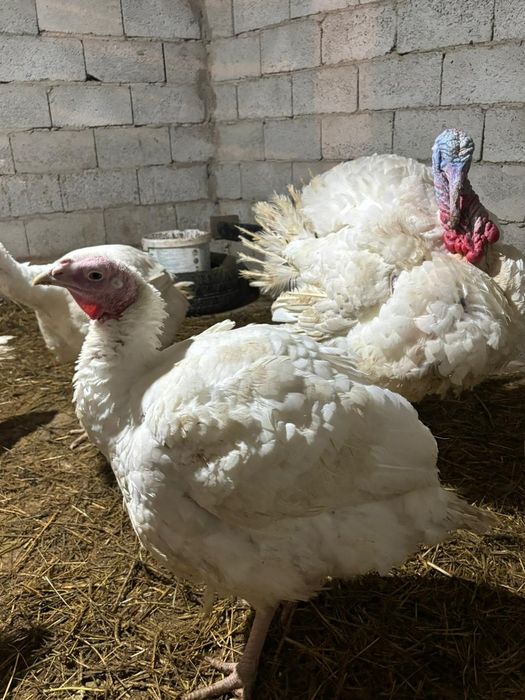 Индюк (Түйетауық)