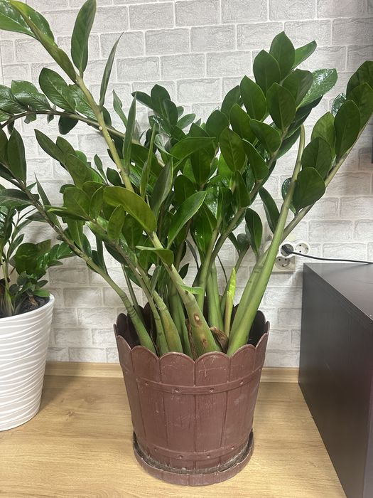 Замиокулкас цвете в саксия