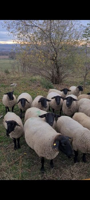 Oi suffolk de vânzare!