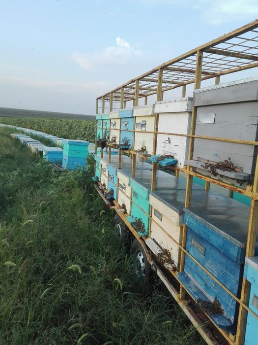 Vând remorcă apicolă